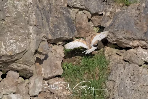 19 June 2025 - Near to Rowrah, West Cumbria - Barn Owl