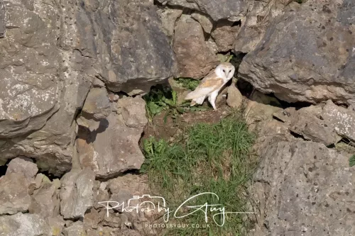 19 June 2025 - Near to Rowrah, West Cumbria - Barn Owl