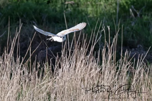 05 May 2025 - Early Morning in West Cumbria near to Seascale - Barn Owl