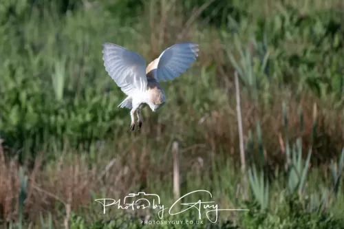 05 May 2025 - Early Morning in West Cumbria near to Seascale - Barn Owl