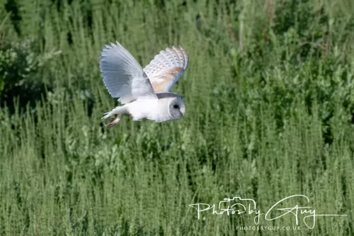 05 May 2025 - Early Morning in West Cumbria near to Seascale - Barn Owl