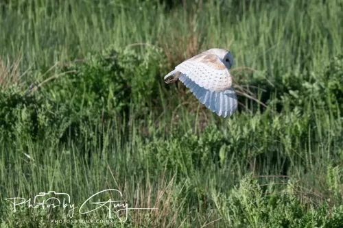 05 May 2025 - Early Morning in West Cumbria near to Seascale - Barn Owl