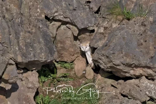 19 June 2025 - Near to Rowrah, West Cumbria - Barn Owl