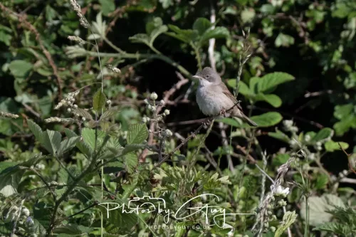 20 June 2025 - West Cumbria - Whitethroat