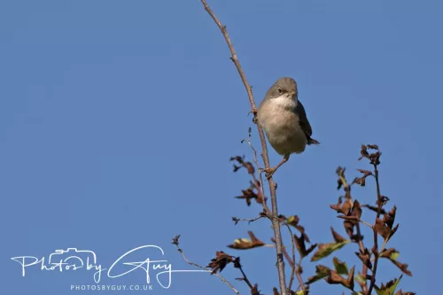20 June 2025 - West Cumbria - Chiffchaff
