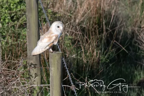 05 May 2025 - Early Morning in West Cumbria near to Seascale - Barn Owl