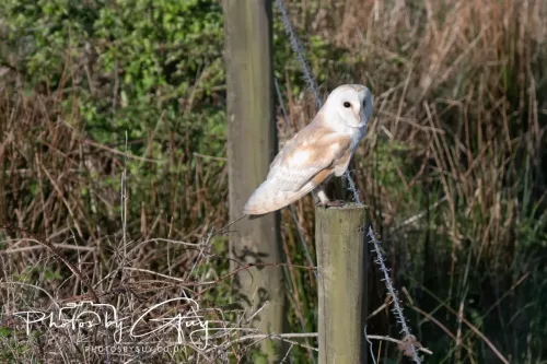 05 May 2025 - Early Morning in West Cumbria near to Seascale - Barn Owl