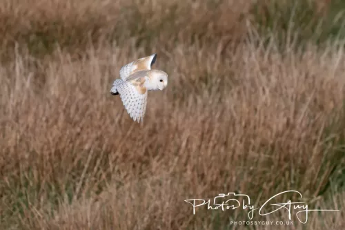 05 May 2025 - Early Morning in West Cumbria near to Seascale - Barn Owl