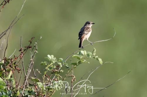 20 June 2025 - West Cumbria - Meadow Pippit