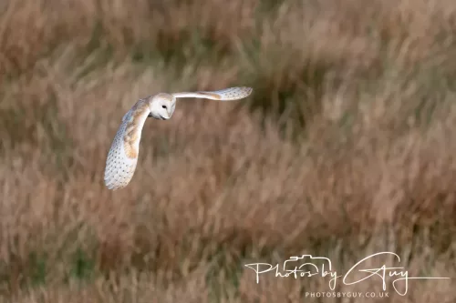 05 May 2025 - Early Morning in West Cumbria near to Seascale - Barn Owl