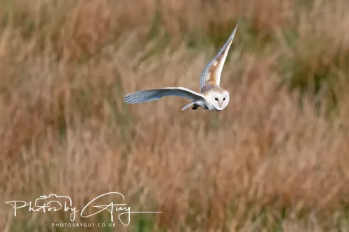 05 May 2025 - Early Morning in West Cumbria near to Seascale - Barn Owl