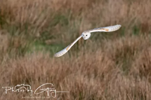 05 May 2025 - Early Morning in West Cumbria near to Seascale - Barn Owl