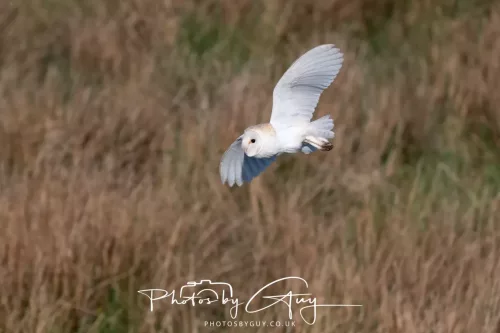 05 May 2025 - Early Morning in West Cumbria near to Seascale - Barn Owl