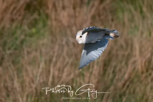 05 May 2025 - Early Morning in West Cumbria near to Seascale - Barn Owl