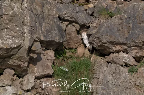 20 June 2025 - West Cumbria - Barn Owl