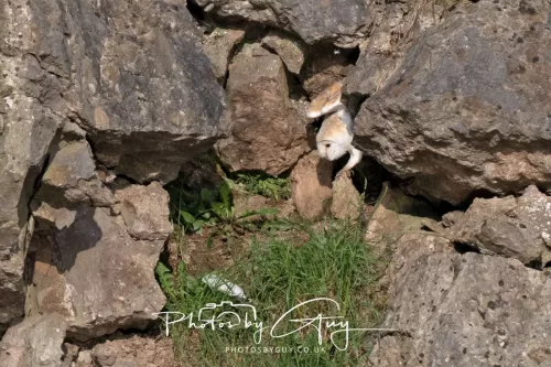20 June 2025 - West Cumbria - Barn Owl