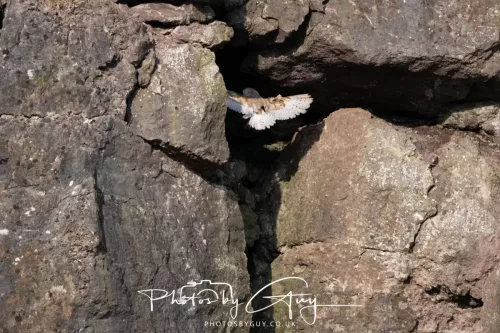 20 June 2025 - West Cumbria - Barn Owl