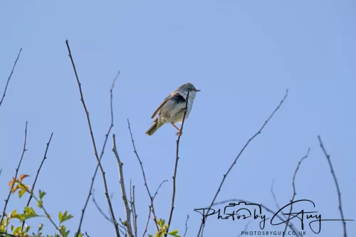 05 May 2025 - Early Morning in West Cumbria near to Seascale - Greater Whitethroad