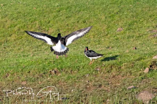 05 May 2026 : West Cumbria , Location withheld, at sunset - Oyster Catchers