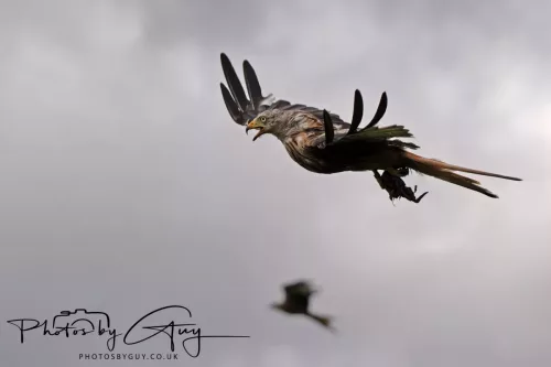 10 August 2025 : Red Kites at Dumfries and Galloway