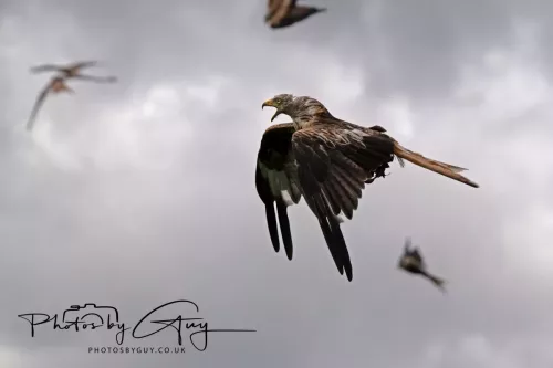 10 August 2025 : Red Kites at Dumfries and Galloway