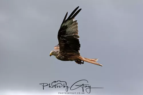 10 August 2025 : Red Kites at Dumfries and Galloway