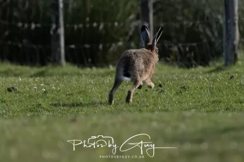 21 June 2025 - West Cumbria - Hare