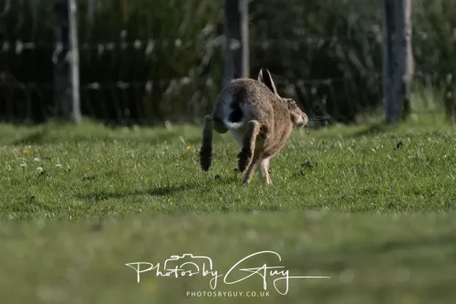 21 June 2025 - West Cumbria - Hare