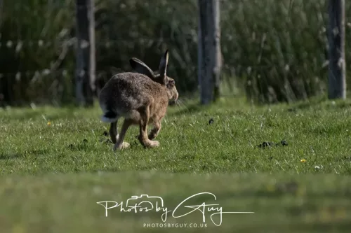 21 June 2025 - West Cumbria - Hare