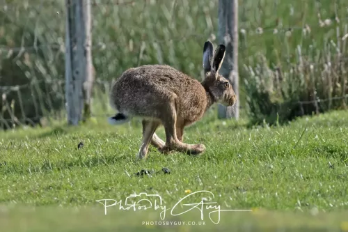 21 June 2025 - West Cumbria - Hare