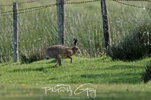 21 June 2025 - West Cumbria - Hare
