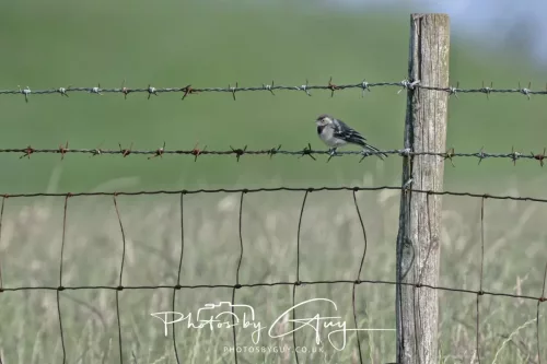 21 June 2025 - West Cumbria - Juvenile Pied Wagtail