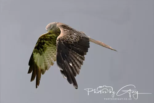 10 August 2025 : Red Kites at Dumfries and Galloway