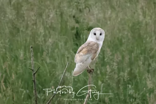 20 June 2025 - West Cumbria - Barn Owl