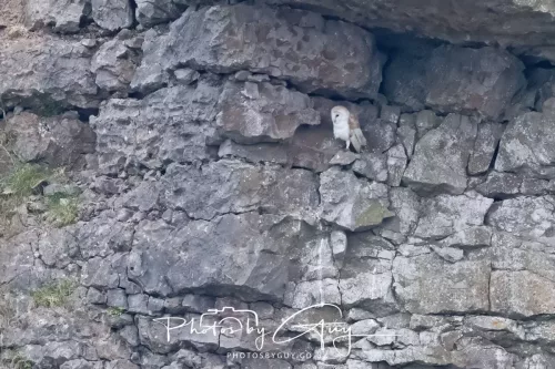 21 June 2025 - West Cumbria - Barn Owl
