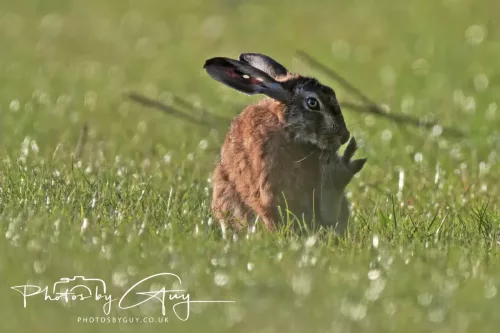 05 May 2026 : West Cumbria , Location withheld, at sunset - Hares