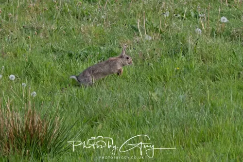 1o May 2025 : Parkside, Cumbria- Rabbit