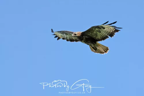 26 June 2025 - West Cumbria - Buzzard