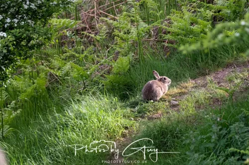 08 May 2025 : West Cumbria, near to Seascale : Rabbit