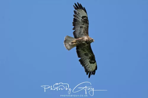 26 June 2025 - West Cumbria - Buzzard