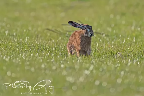 05 May 2026 : West Cumbria , Location withheld, at sunset - Hares