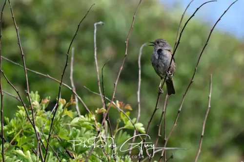 08 May 2025 : West Cumbria, near to Seascale : Dunnock