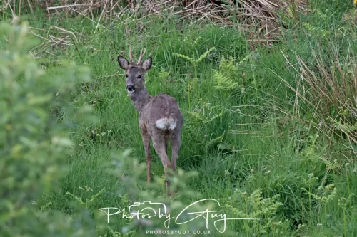 08 May 2025 : West Cumbria, near to Seascale : Roe Deer