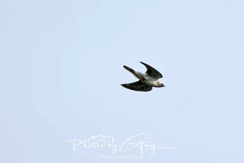 26 June 2025 - West Cumbria - Juvenile Cuckoo in flight