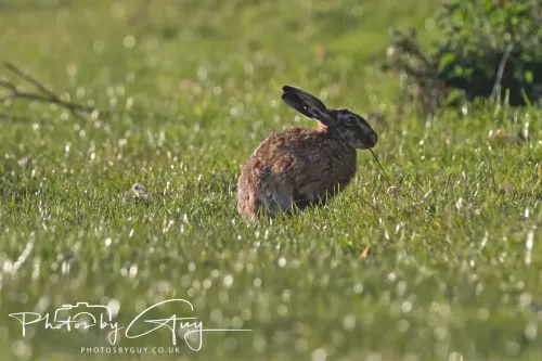 05 May 2026 : West Cumbria , Location withheld, at sunset - Hares