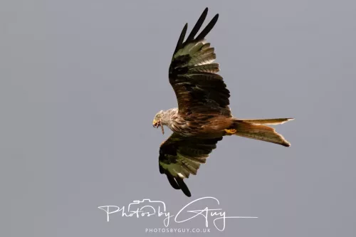 10 August 2025 : Red Kites at Dumfries and Galloway