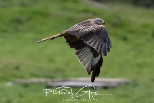 10 August 2025 : Red Kites at Dumfries and Galloway