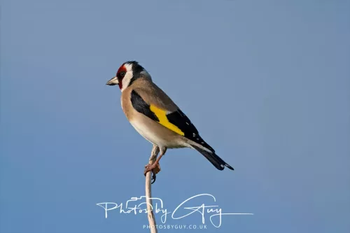 08 May 2025 : West Cumbria, near to Seascale : Goldfinch