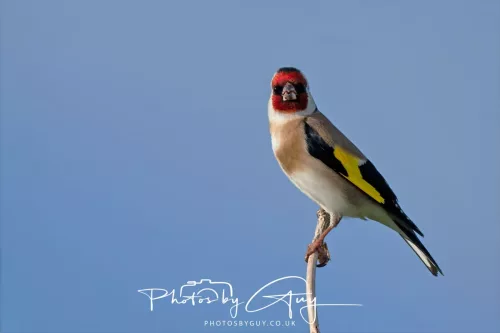08 May 2025 : West Cumbria, near to Seascale : Goldfinch