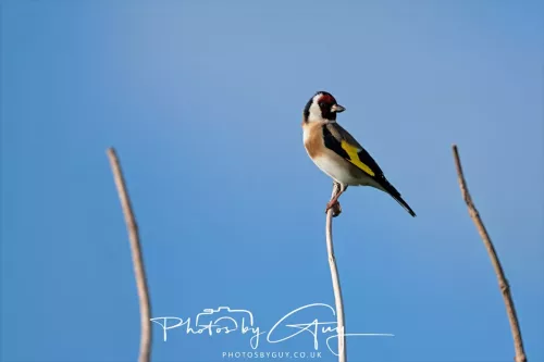 08 May 2025 : West Cumbria, near to Seascale : Goldfinch